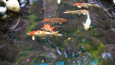 Koi fish in water. Stock Footage 94368066