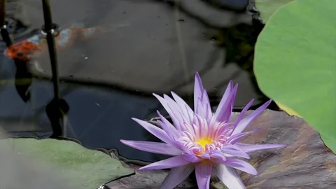 Lily Koti Stock Videos – Royalty-Free HD & 4K Videos