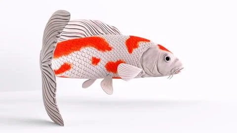 Koi fish with white background Illustrazione stock
