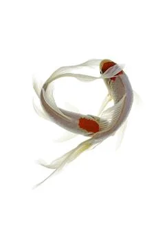Koi fish on white background Stock Photos