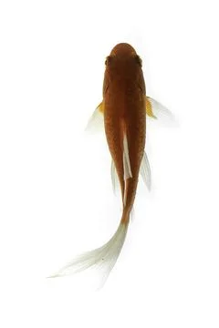 Koi fish on white background Stock Photos