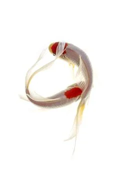 Koi fish on white background Stock Photos