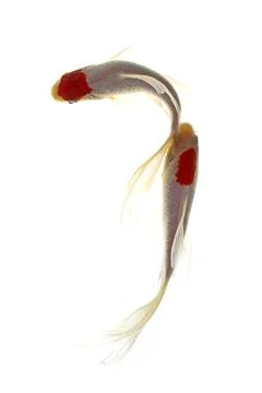 Koi fish on white background Stock Photos