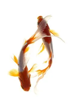 Koi fish on white background Stock Photos