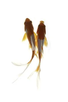 Koi fish on white background Stock Photos