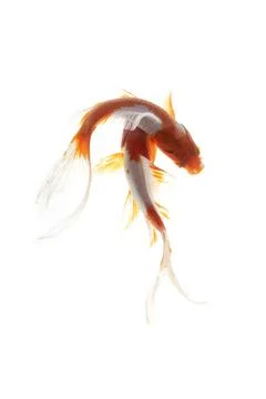 Koi fish on white background Stock-Fotos