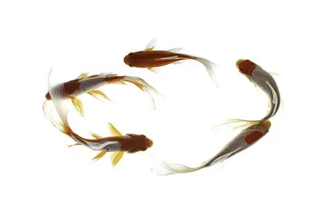 Koi fish on white background Stock Photos