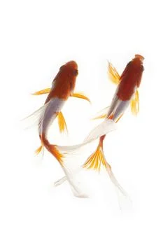 Koi fish on white background Stock Photos