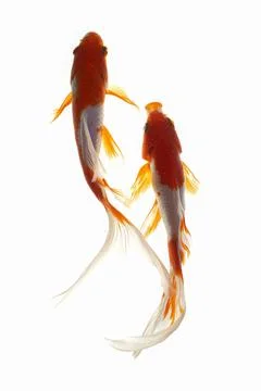 Koi fish on white background Stock Photos