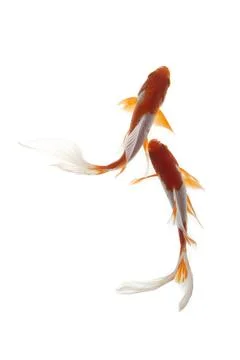 Koi fish on white background Stock Photos