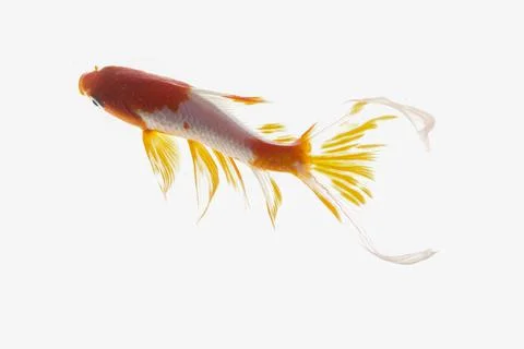 Koi fish on white background Stock Photos