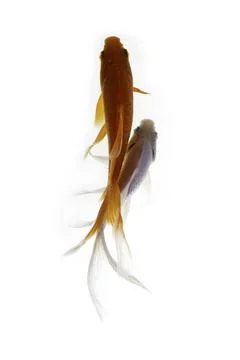 Koi fish on white background Stock Photos