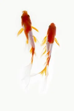 Koi fish on white background Stock Photos