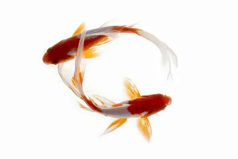 Koi fish on white background Foto stock