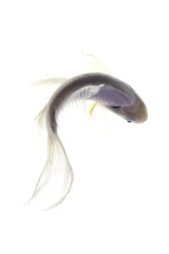 Koi fish on white background Stock Photos