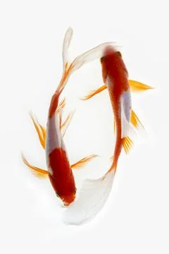 Koi fish on white background Stock Photos