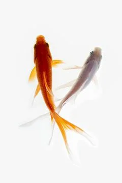 Koi fish on white background Stock Photos