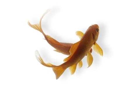Koi fish on white background Stock Photos