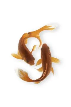 Koi fish on white background Stock Photos