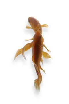 Koi fish on white background Stock Photos