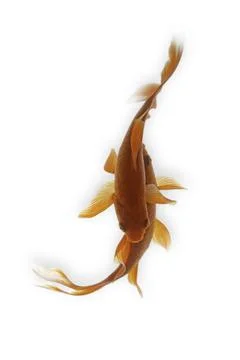Koi fish on white background Stock Photos