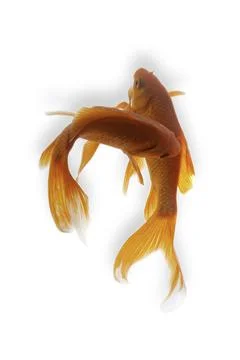 Koi fish on white background Stock Photos