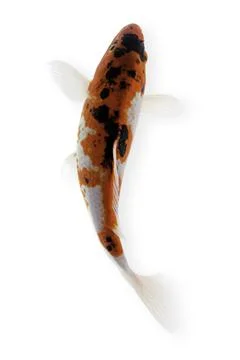 Koi fish on white background Stock Photos