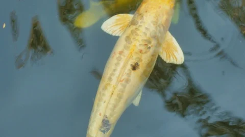 Koi fish01 Stock Footage 104196450