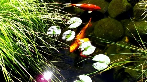 Koi fishes swimming in pond, green plants and waterlily leaves Stock Footage