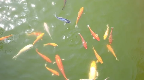 Koi fishs in pond Stock Footage 64578703