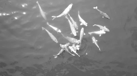 Koi fishs in pond Stock Footage 64578704