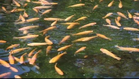 Koi Stock Footage 8554981