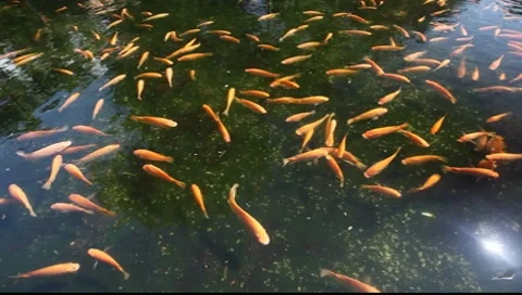 Koi Stock-Footage 8555040