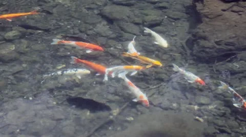 Koi Stock Footage 10827149