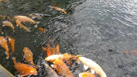 Koi Stock Footage 86758895
