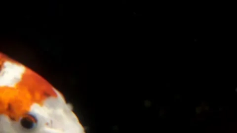 Koi Vídeo Stock 262123365