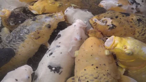 Koi gather for feeding time Stock Footage 83731779