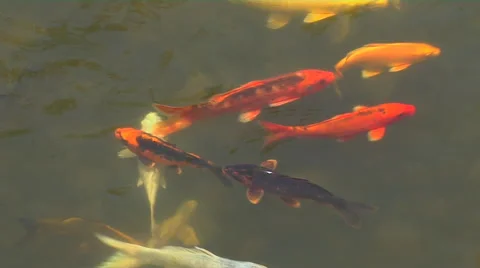 Koi, Gold  Fish Stock-Footage 57174927