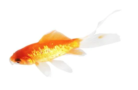 Koi isolation  on  the white background Stock Photos