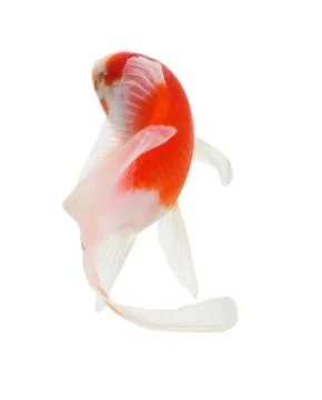 Koi isolation  on  the white background Stock Photos