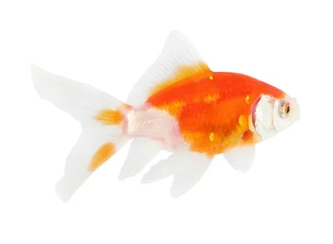 Koi isolation  on  the white background Stock Photos