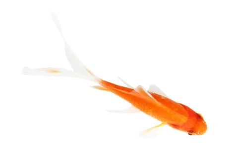 Koi isolation  on  the white background Stock Photos