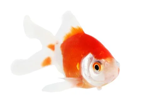 Koi isolation  on  the white background Stock Photos