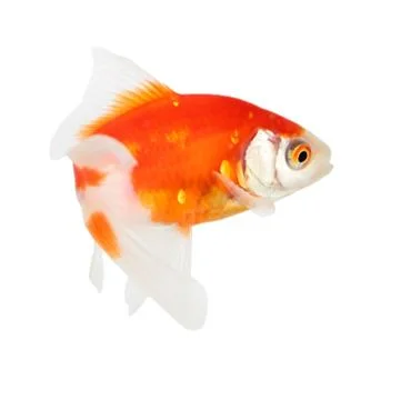Koi isolation  on  the white background Stock Photos