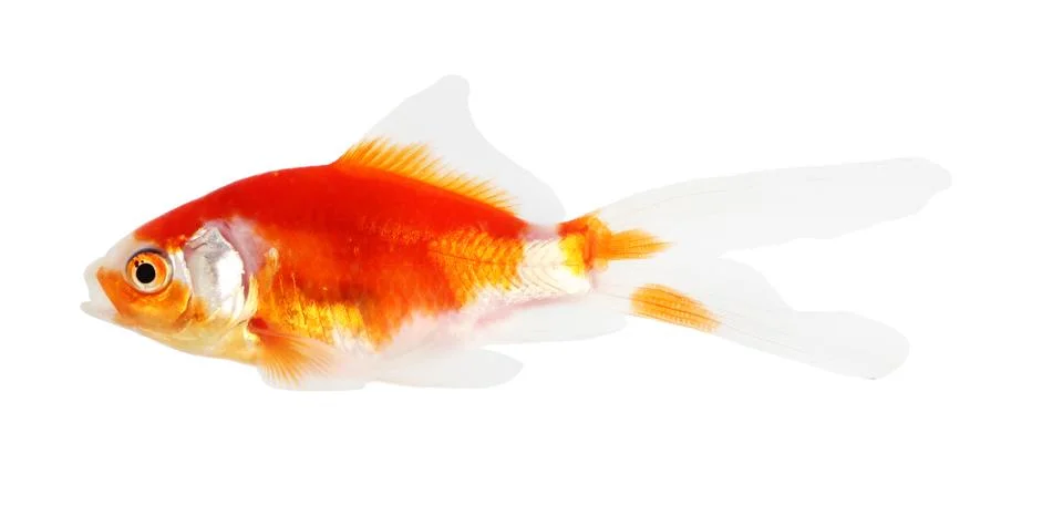 Koi isolation  on  the white background Stock Photos