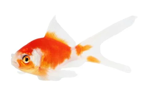 Koi isolation  on  the white background Stock Photos