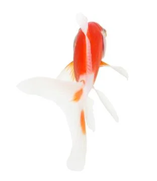 Koi isolation  on  the white background Stock Photos