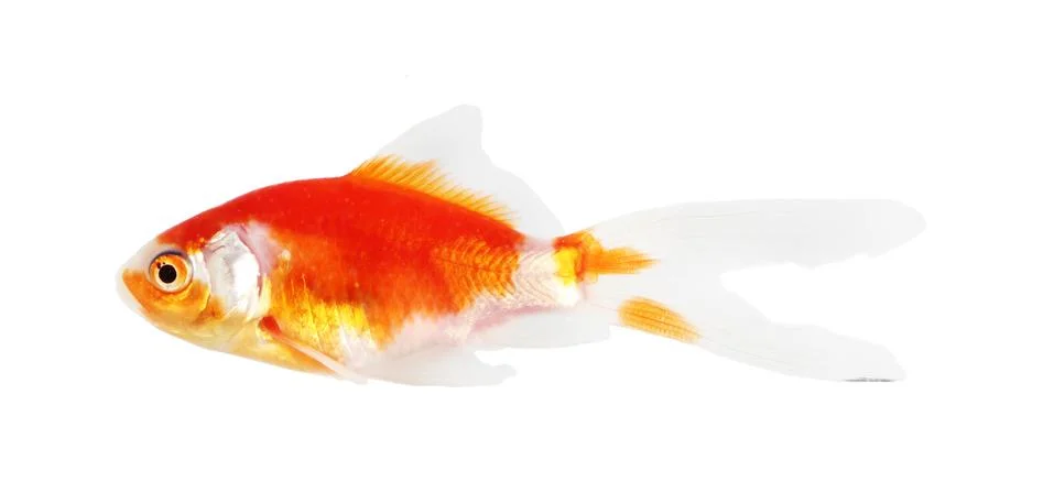 Koi isolation  on the white Stock Photos