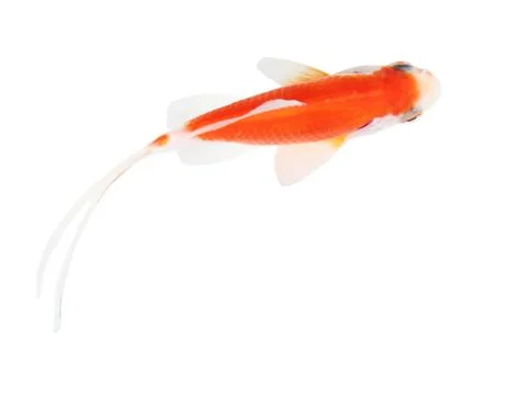 Koi isolation  on the white Stock Photos