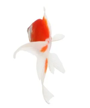 Koi isolation  on the white Stock Photos